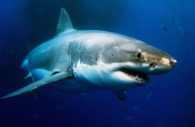 How One Man Fought Off a Great White Shark